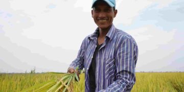 El MAG comprará 78 mil quintales de arroz a productores de Guayas y Los Ríos