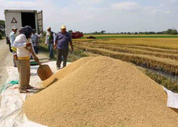 El arroz ecuatoriano busca abrir mercado en Centroamérica