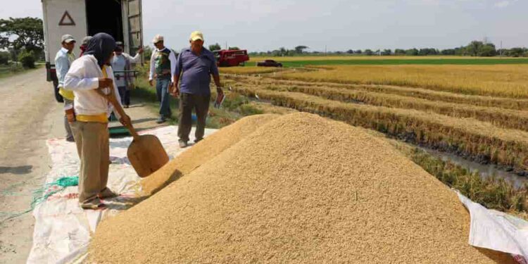 El arroz ecuatoriano busca abrir mercado en Centroamérica