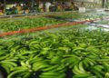 El banano costarricense bajo ataques internacionales malintencionados