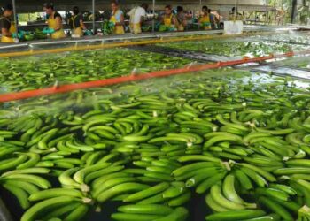El banano costarricense bajo ataques internacionales malintencionados