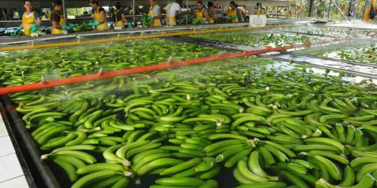 El banano costarricense bajo ataques internacionales malintencionados