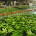 El banano costarricense bajo ataques internacionales malintencionados