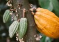 Cacao bate récord de crecimiento: Entre enero y febrero de 2025 creció 194%