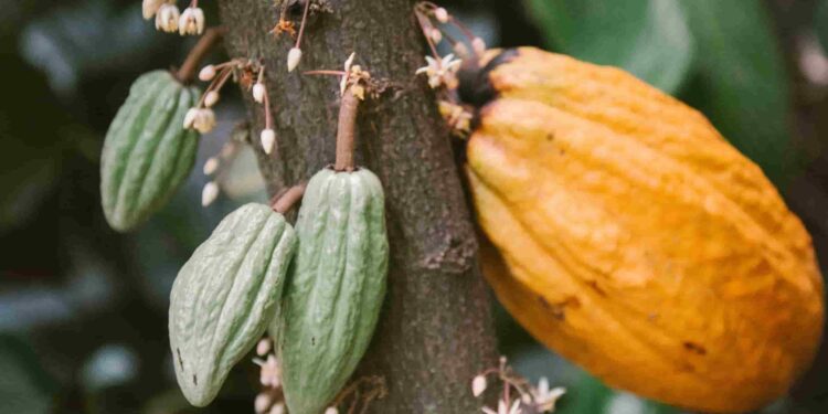 Cacao bate récord de crecimiento: Entre enero y febrero de 2025 creció 194%