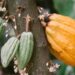Cacao bate récord de crecimiento: Entre enero y febrero de 2025 creció 194%
