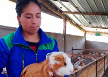 Ley para regular la producción, industrialización, comercialización y exportación del cuy