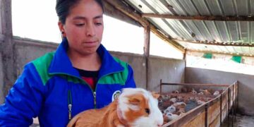 Ley para regular la producción, industrialización, comercialización y exportación del cuy