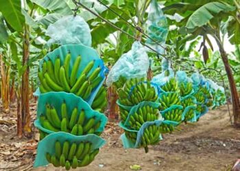 Ecuador depende 94% de sus productos básicos, según organismo internacional