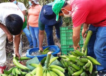 Exportaciones de plátano procesado crecen 22,2%; mientras el segmento fresco cae