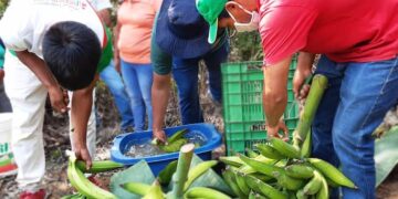 Exportaciones de plátano procesado crecen 22,2%; mientras el segmento fresco cae
