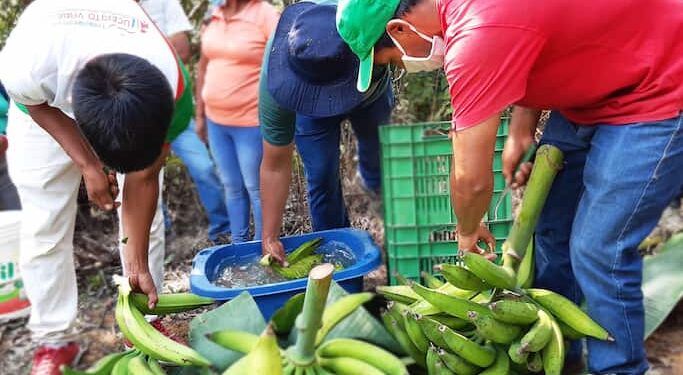 Exportaciones de plátano procesado crecen 22,2%; mientras el segmento fresco cae