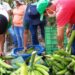 Exportaciones de plátano procesado crecen 22,2%; mientras el segmento fresco cae