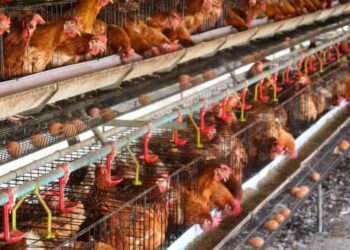 Ecuador libre de influenza aviar, según la organización mundial de sanidad animal