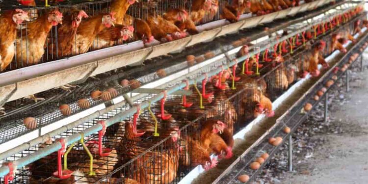 Ecuador libre de influenza aviar, según la organización mundial de sanidad animal