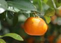 ECUADOR EXPORTA MANDARINA VARIEDAD TANGO, POR PRIMERA VEZ A ESTADOS UNIDOS