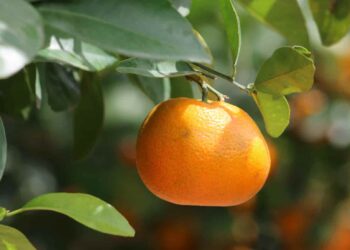 ECUADOR EXPORTA MANDARINA VARIEDAD TANGO, POR PRIMERA VEZ A ESTADOS UNIDOS