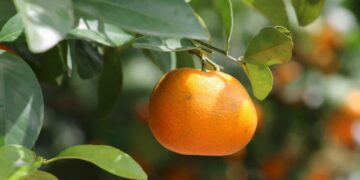 ECUADOR EXPORTA MANDARINA VARIEDAD TANGO, POR PRIMERA VEZ A ESTADOS UNIDOS