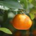 ECUADOR EXPORTA MANDARINA VARIEDAD TANGO, POR PRIMERA VEZ A ESTADOS UNIDOS