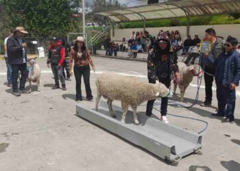 Cuarto Festival Ovino en Biblián, mostró el mejoramiento genético de los animales