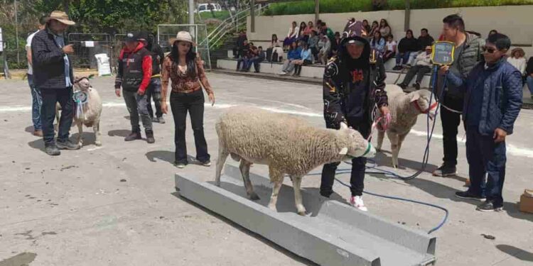 Cuarto Festival Ovino en Biblián, mostró el mejoramiento genético de los animales