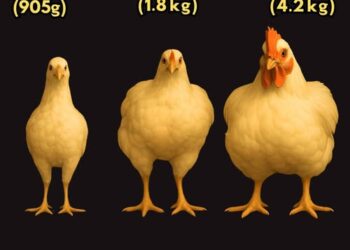 En 50 años el tamaño de los pollos de granja crecen en forma asombrosa