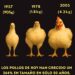 En 50 años el tamaño de los pollos de granja crecen en forma asombrosa