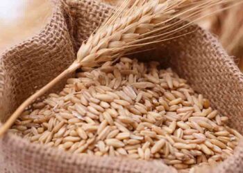 El arancel de importación de sémola de trigo cae de 20% a 0%