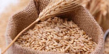 El arancel de importación de sémola de trigo cae de 20% a 0%