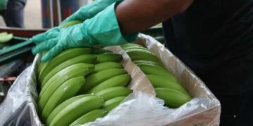 Precio de la caja del banano ecuatoriano, llegó a las nubes