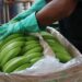 Precio de la caja del banano ecuatoriano, llegó a las nubes
