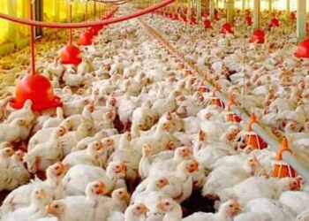 Tras superar la influenza aviar, exportaciones de huevo brasileño crecen 192.5% en 2025