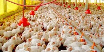 Tras superar la influenza aviar, exportaciones de huevo brasileño crecen 192.5% en 2025