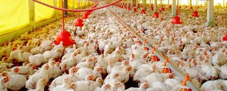 Tras superar la influenza aviar, exportaciones de huevo brasileño crecen 192.5% en 2025