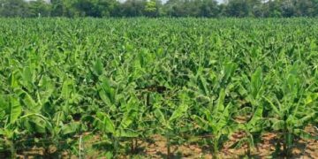 “Prohibición de nuevas siembras de banano ha sido un saludo a la bandera”