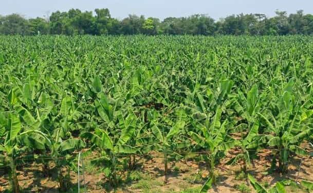 “Prohibición de nuevas siembras de banano ha sido un saludo a la bandera”