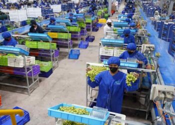 Uva de mesa peruana conquista Japón con crecimiento en volumen y valor