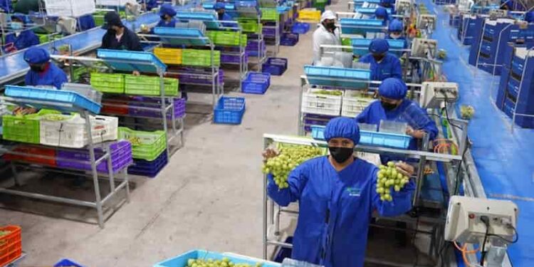 Uva de mesa peruana conquista Japón con crecimiento en volumen y valor