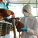 Argentina suspende temporalmente exportaciones de carne de aves por Influenza Aviar