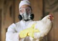Unión Europea anunció el desarrollo de nuevas pruebas de diagnóstico capaces de detectar con mayor precisión el virus de Influenza Aviar