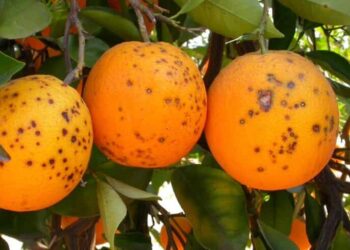 La Unión Europea detecta enfermedades y plagas de cuarentena en cítricos del Mercosur