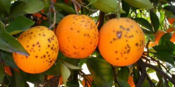 La Unión Europea detecta enfermedades y plagas de cuarentena en cítricos del Mercosur