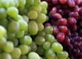 Uva de mesa sudafricana en desventaja frente a Chile y Perú por arancel de EE.UU.