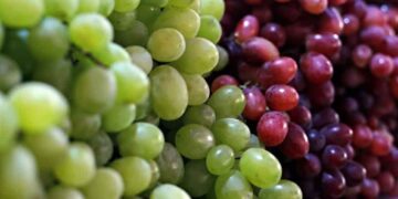 Uva de mesa sudafricana en desventaja frente a Chile y Perú por arancel de EE.UU.