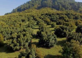 México se compromete a que el aguacate sea “libre de deforestación” en 2026