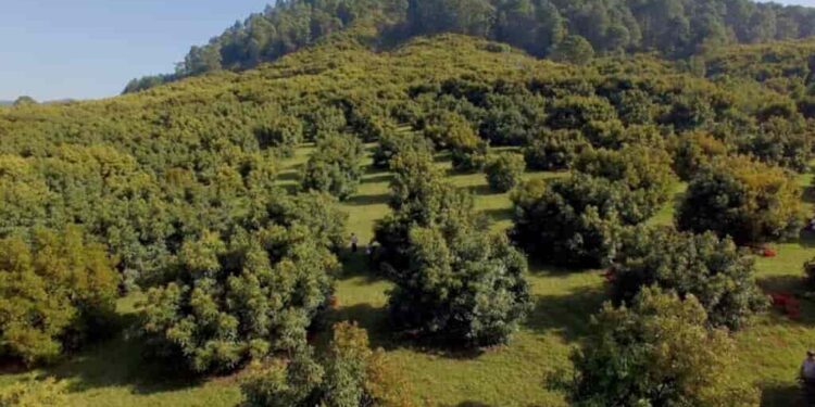 México se compromete a que el aguacate sea “libre de deforestación” en 2026