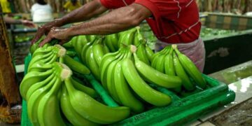 Técnicos rusos inspeccionarán a las empresas bananeras ecuatorianas