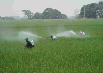 Gobierno entrega insumos, asistencia técnica y capacitaciones para combatir la plaga en arroz