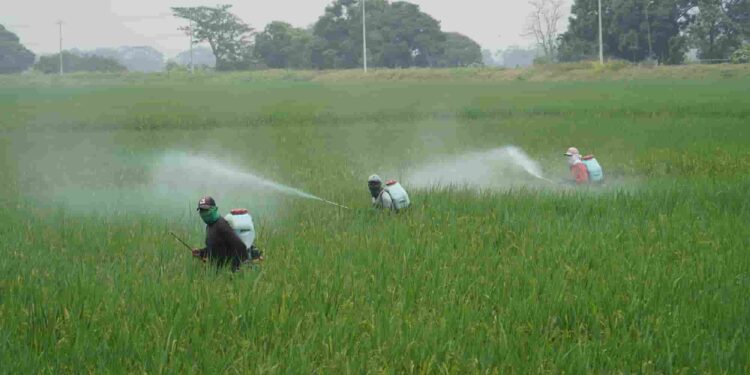 Gobierno entrega insumos, asistencia técnica y capacitaciones para combatir la plaga en arroz