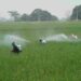 Gobierno entrega insumos, asistencia técnica y capacitaciones para combatir la plaga en arroz